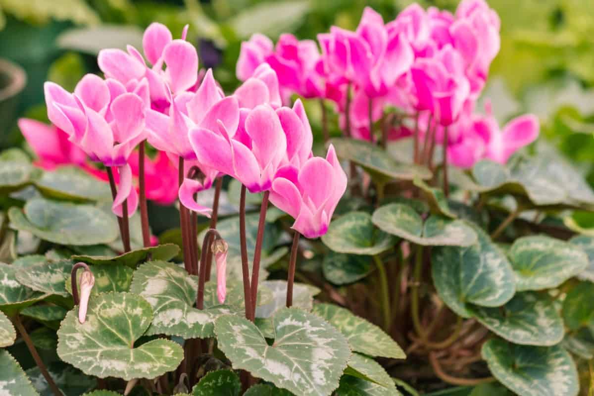Florist's cyclamen has fragrant flowers above heart-shaped leaves.