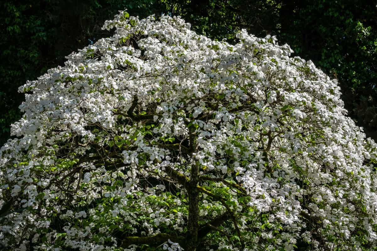 Flowering dogwood trees offer interest in all seasons.