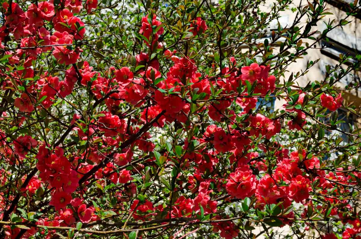 Flowering quince is a strong shrub with pretty flowers.