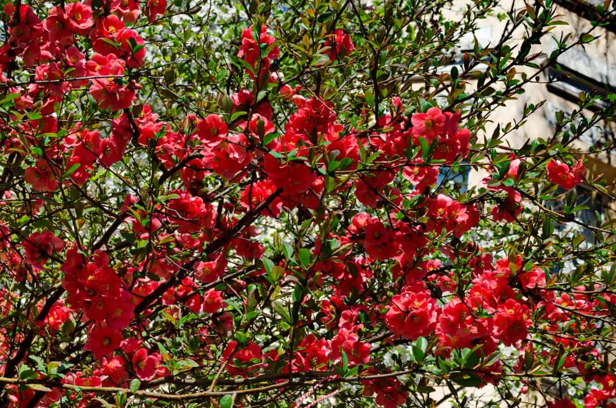 Established flowering quince shrubs don't mind dry soil.