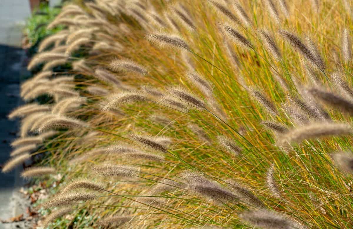 Fountain grass is a low maintenance option for fall color.