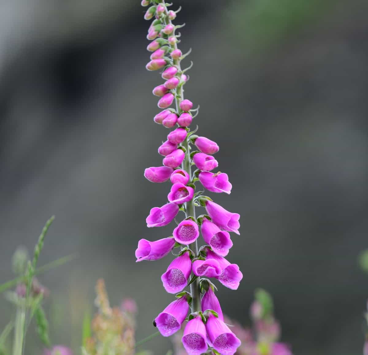 Foxgloves are unusual looking flowers.