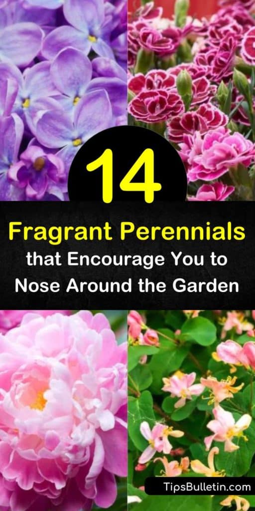 Fill the atmosphere around your home with sweet scents from fragrant perennials until late summer. Dianthus, lilac, and other fragrant flowers start blooming in late spring and provide the air with pleasant aromas and pink, red, yellow, and white flowers. #fragrant #perennials #fragrantflowers
