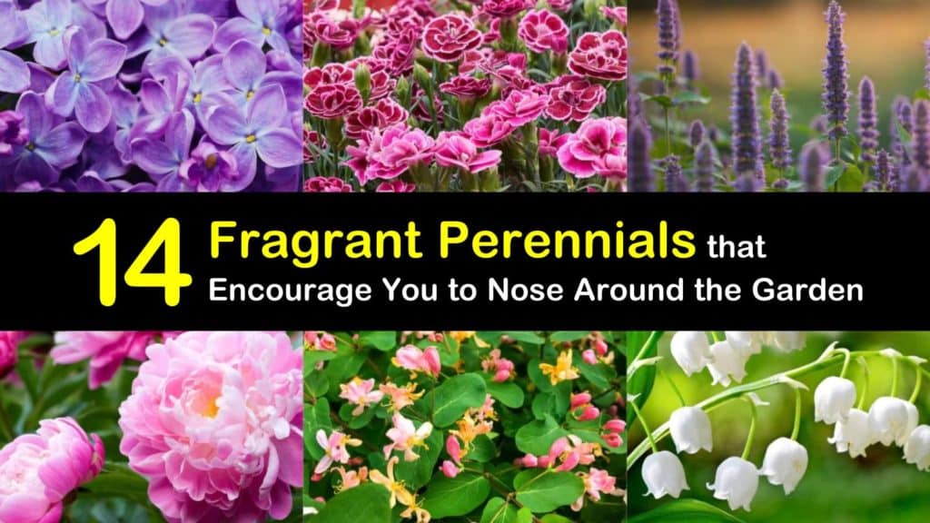 Fragrant Perennials titleimg1