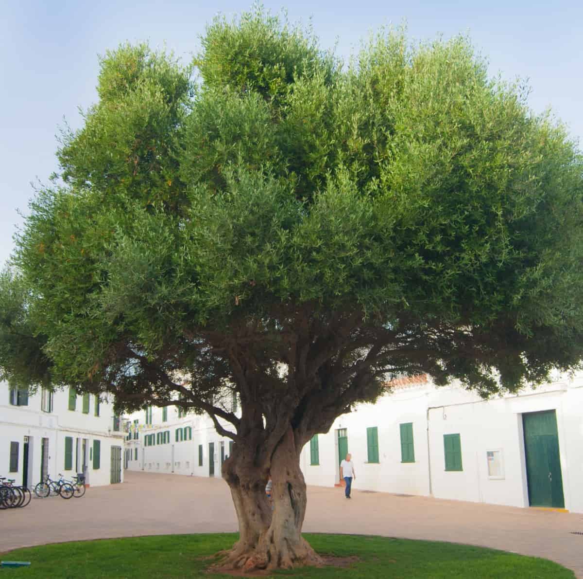 Fruitless olive trees have an attractive twisty trunk and branches.