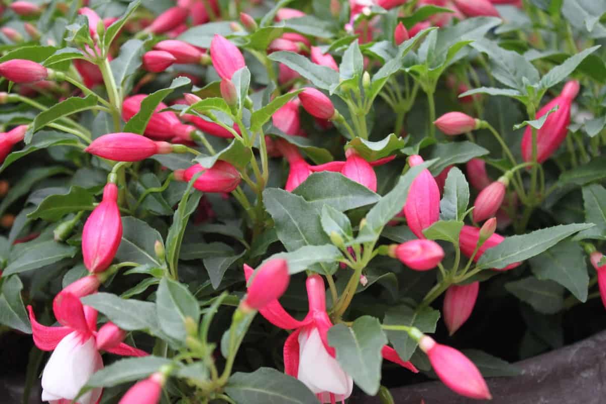 Fuchsias are attractive container plants.