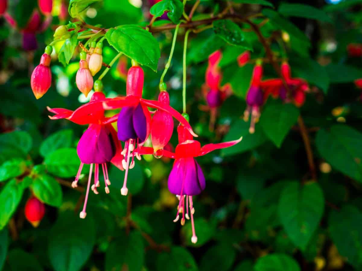Fuchsia are brilliantly-colored hanging container plants.