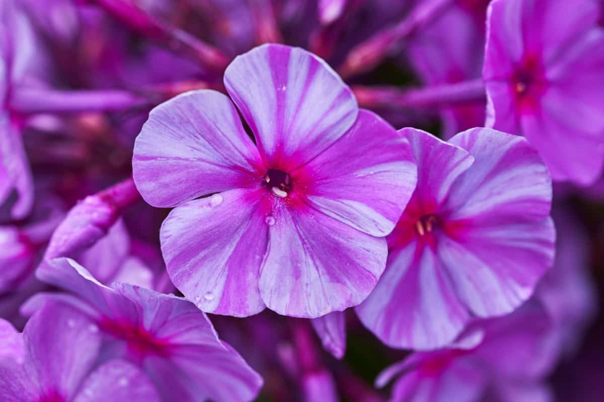 Garden phlox is a perennial that typically comes with white or purple flowers.