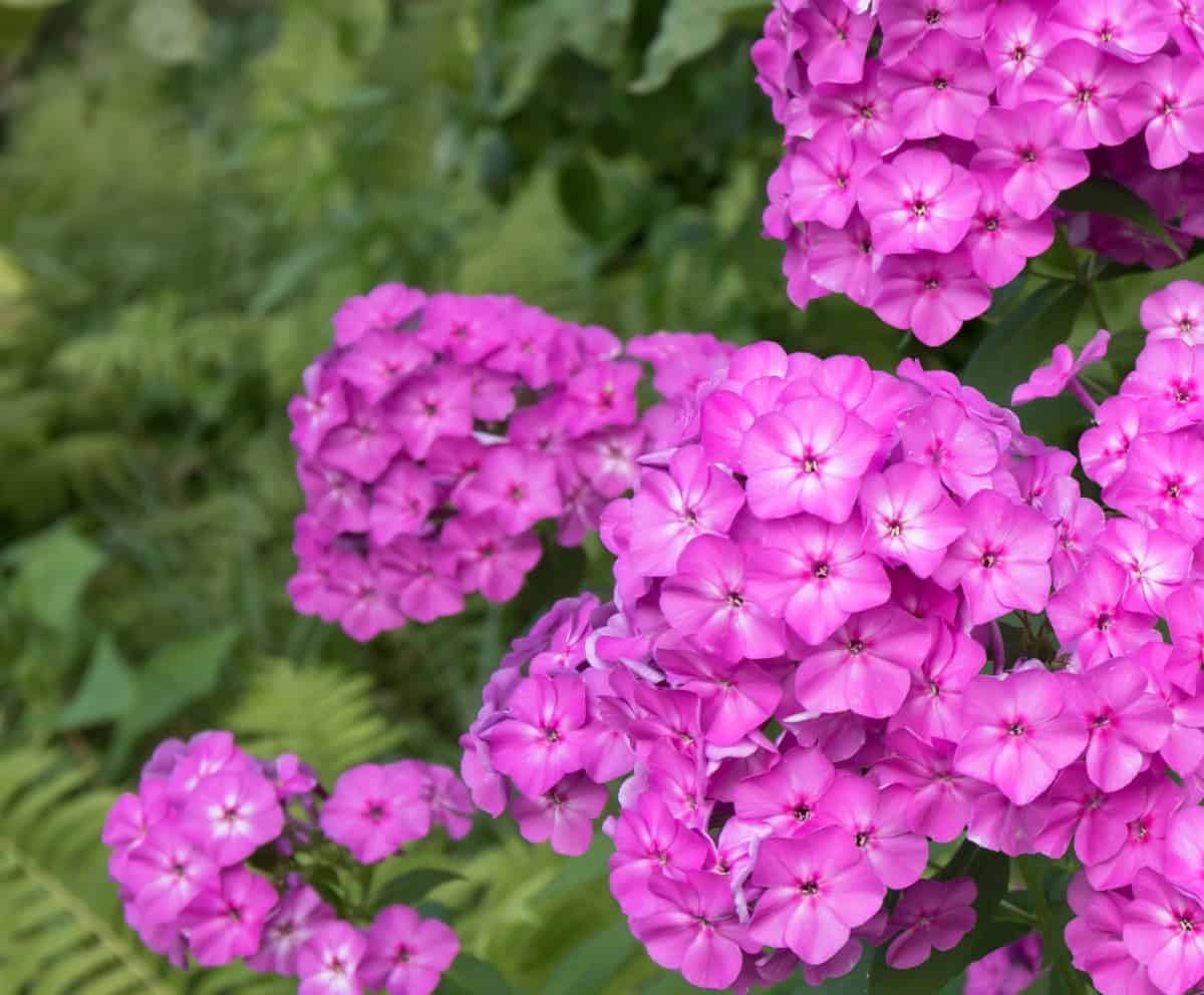 Garden phlox is a long-blooming perennial flower.