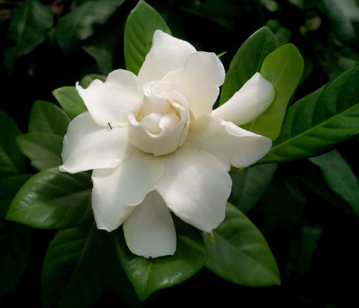 Gardenia shrubs have a strong and pleasant fragrance.