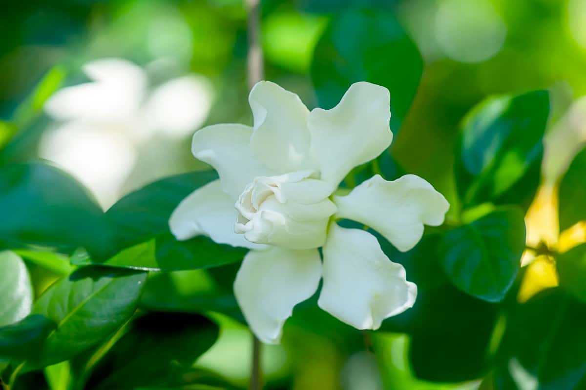 Gardenias are tropical flowers that are highly fragrant.