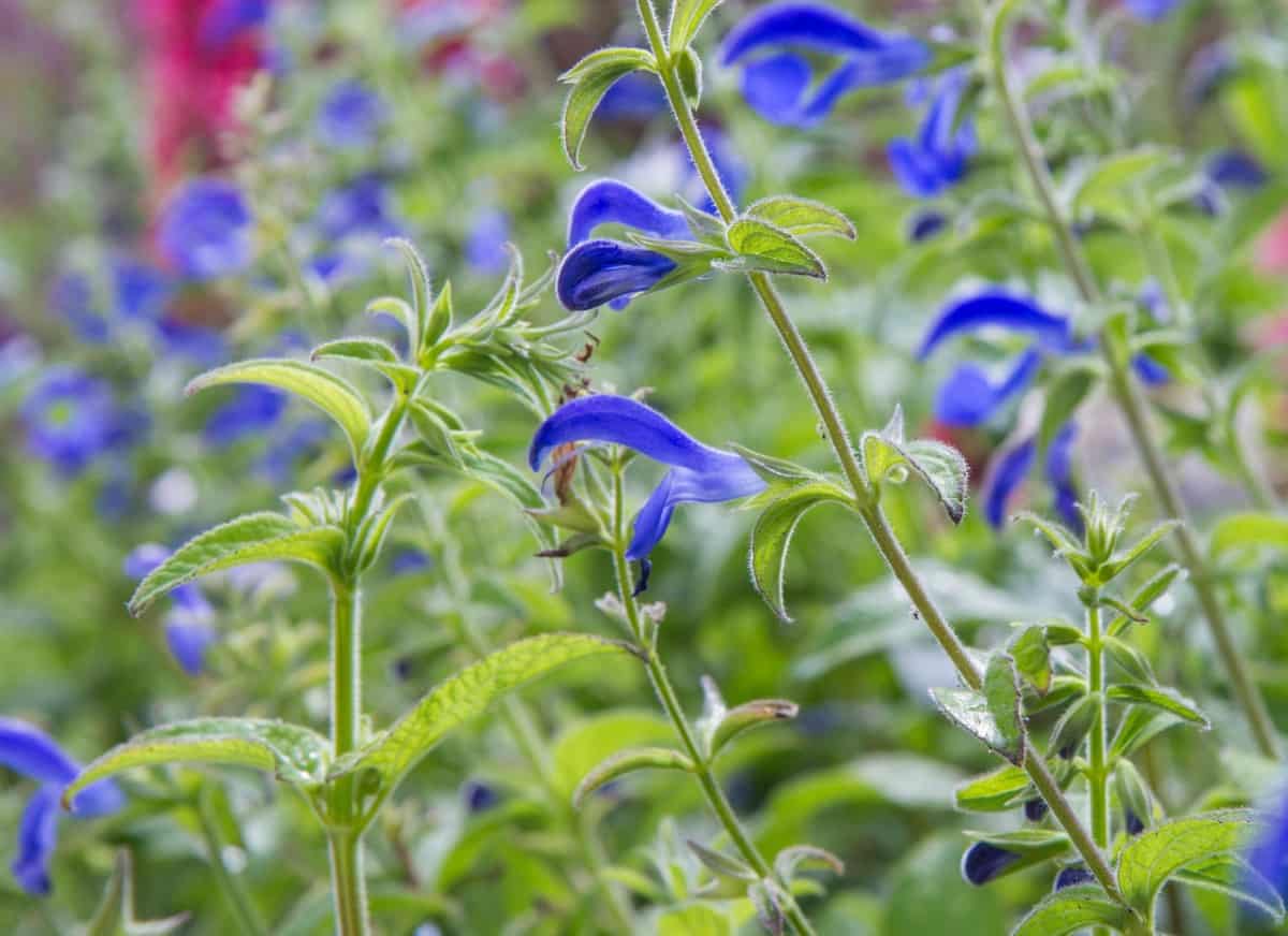The gentian sage repels unwanted garden insects.