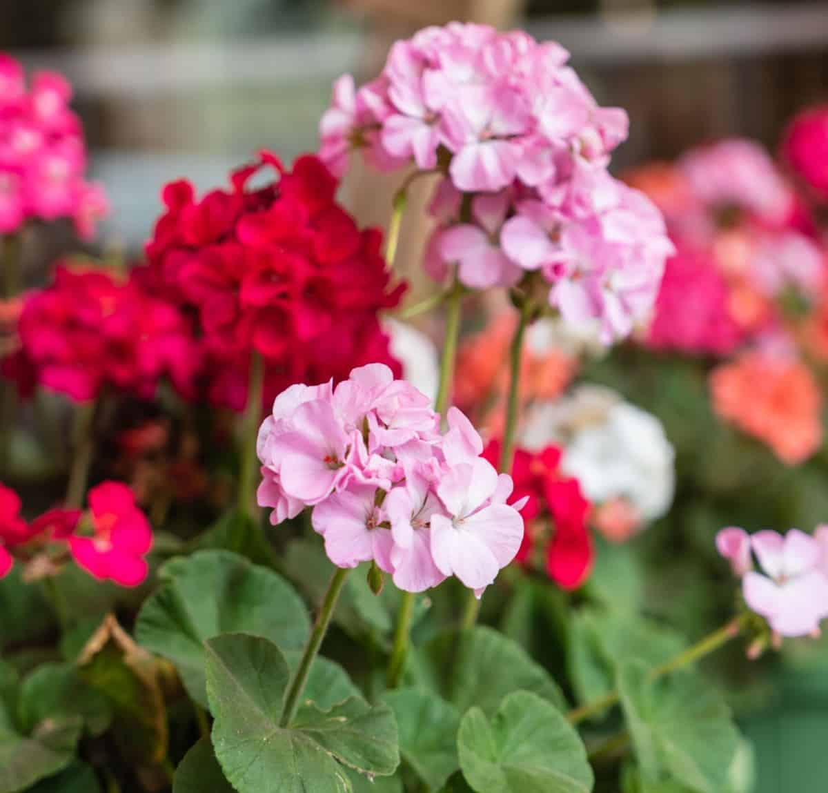 Geraniums are an annual with a long blooming season.