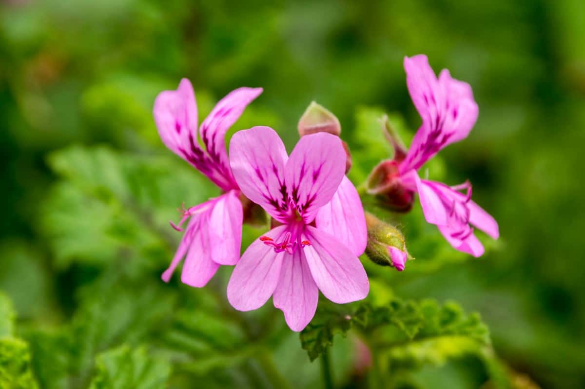 Geraniums come in a variety of pleasant scents.