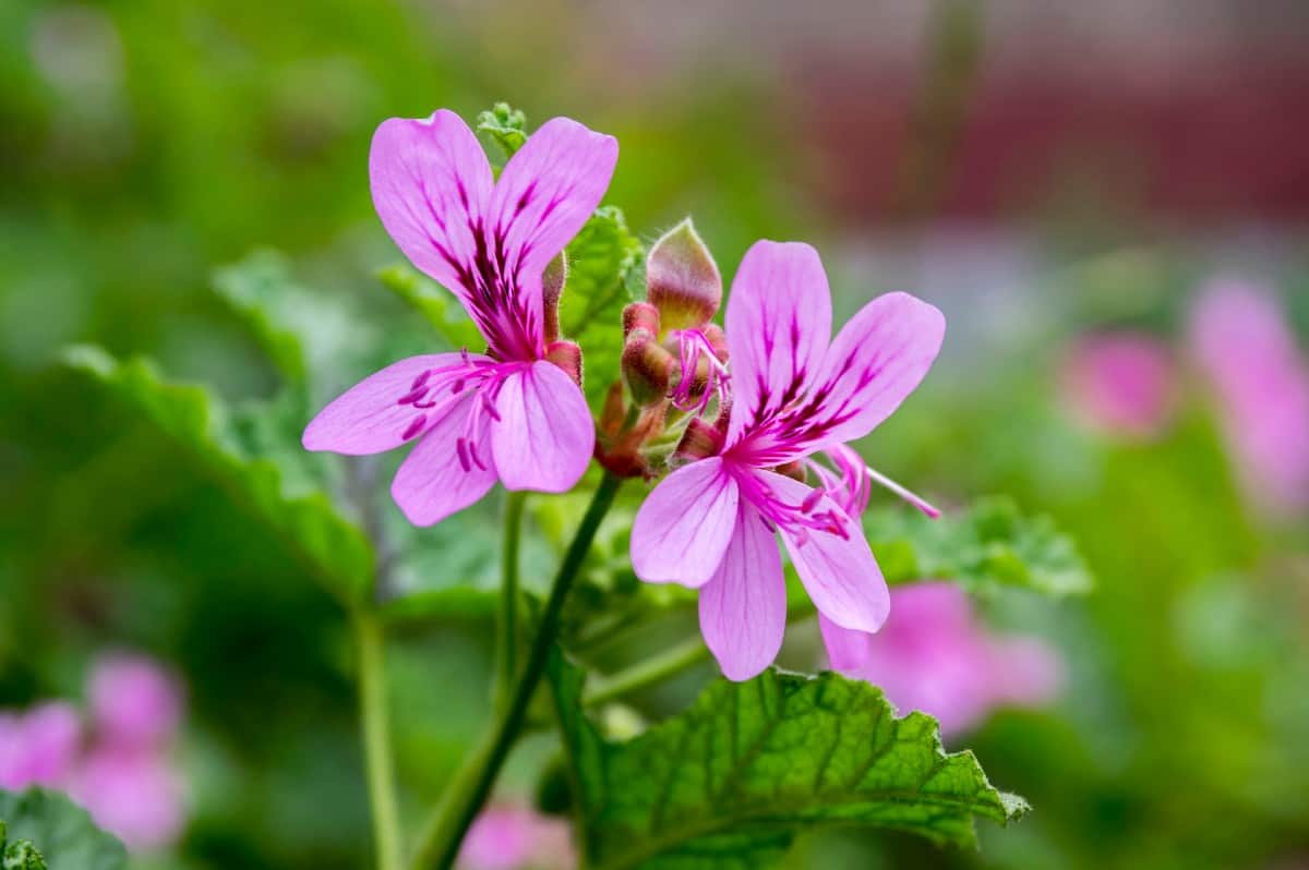 Geraniums are annuals with a delightful fragrance.