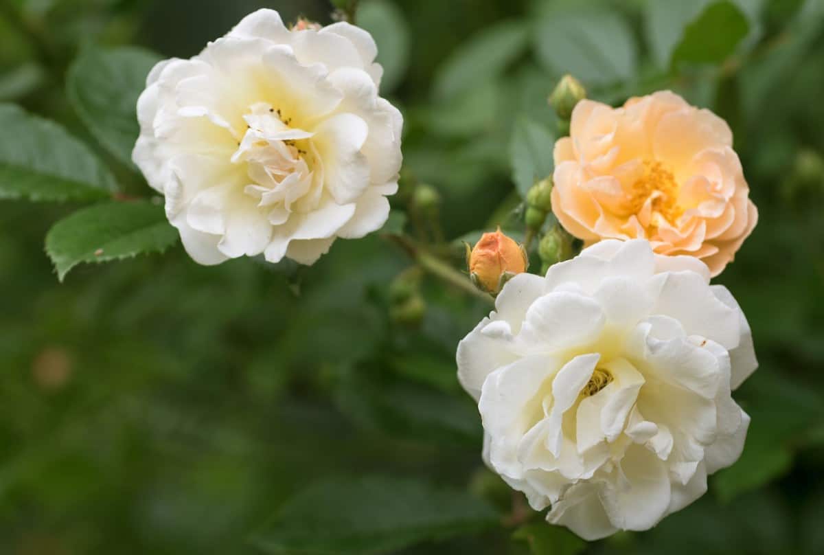 The Ghislaine de Feligonde is a thornless repeat-blooming rose.