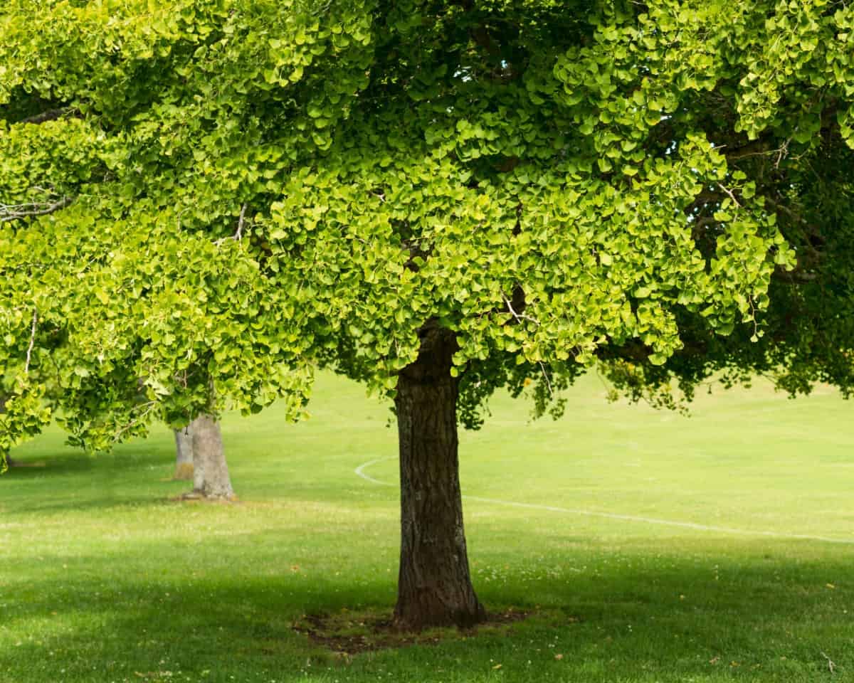 Gingko trees are incredibly long-lived.