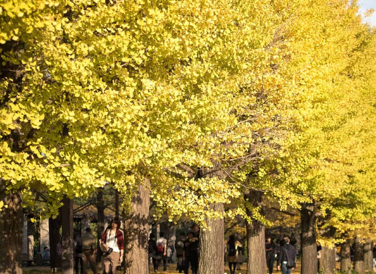 Ginkgo leaves are bright yellow in the fall.