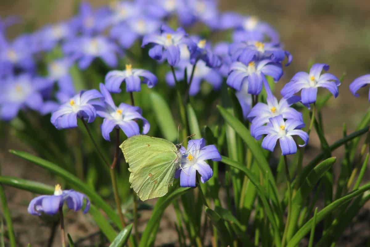 Glory-of-the-snow is a member of the lily family.