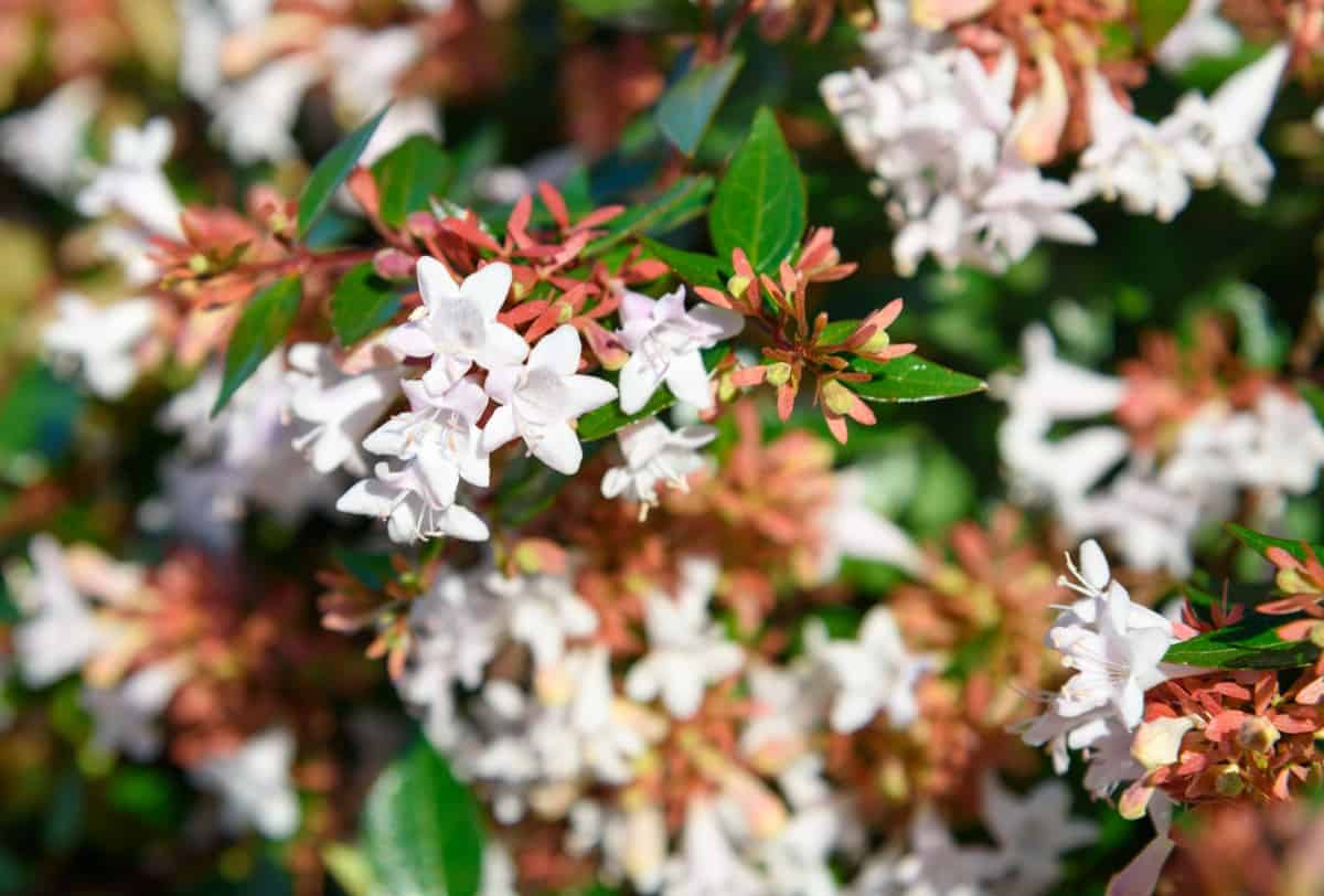 Glossy abelia blooms from spring to fall.