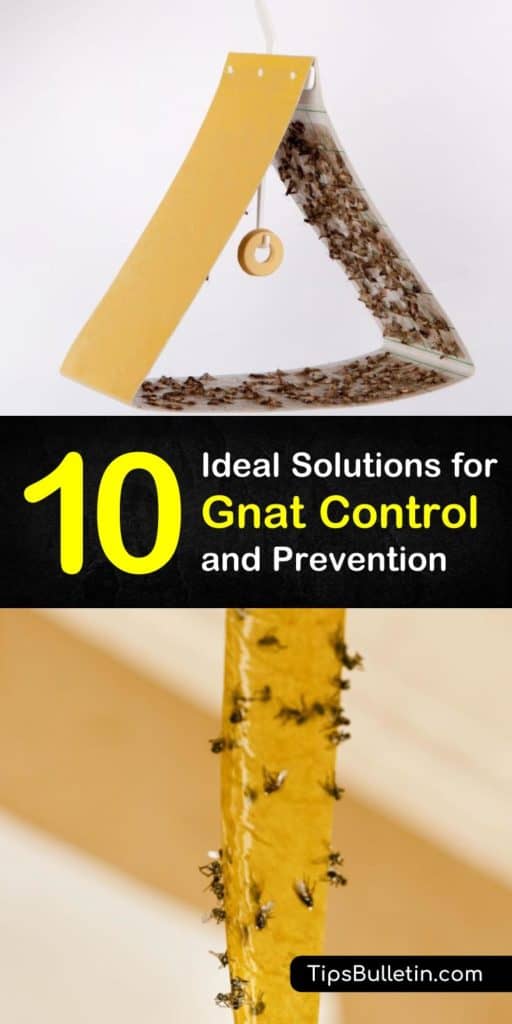 Discover the best methods of gnat control and prevention with homemade natural remedies. Effectively deal with fruit flies, mosquitoes, and other insects with the help of essential oils and learn to make fly traps with cider vinegar. #getridofgnats #gnatcontrol #preventgnats