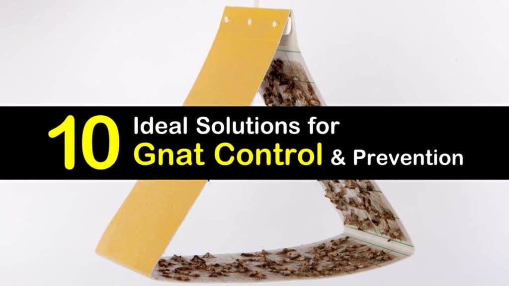 gnat control titleimg1