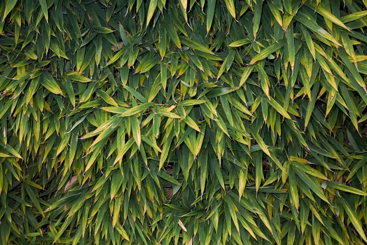Golden bamboo or fishpole bamboo makes a great hedge.