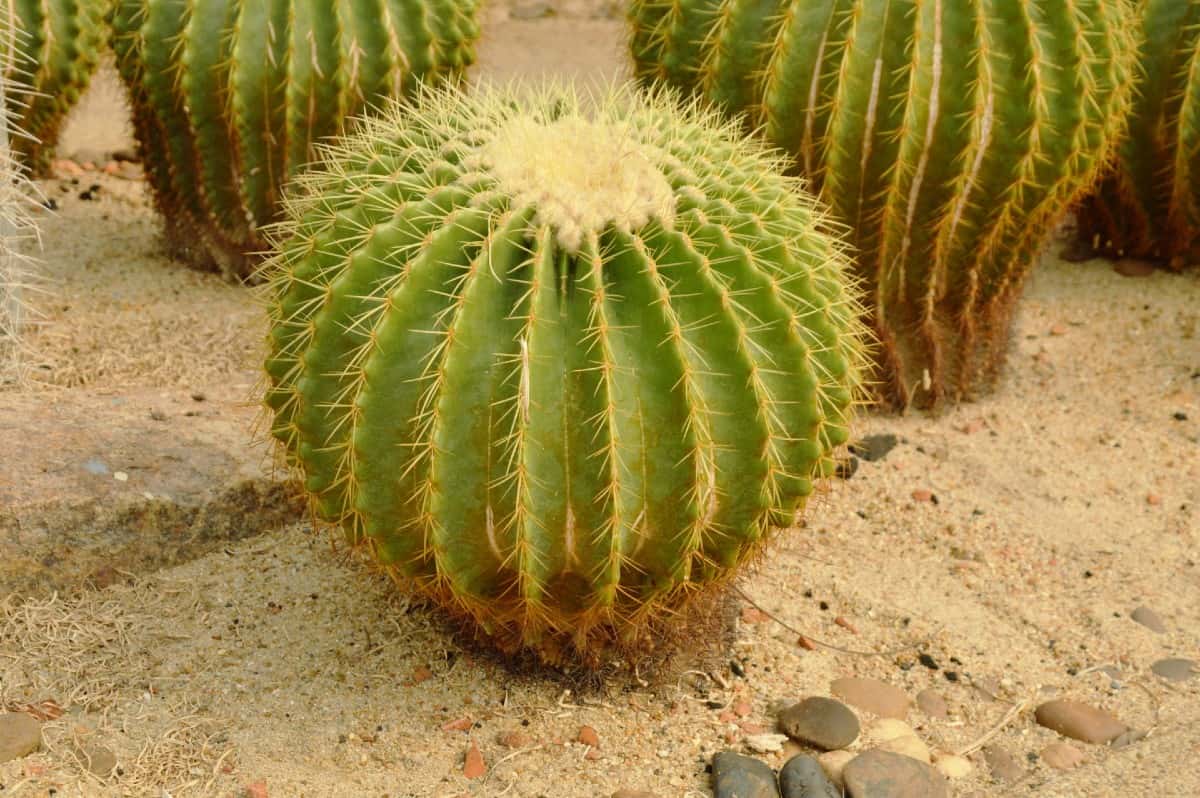 The golden barrel cactus is a common houseplant.