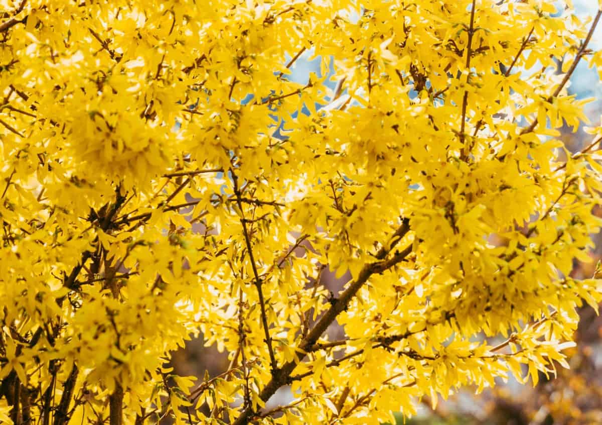 Golden bells forsythia is a member of the olive family.