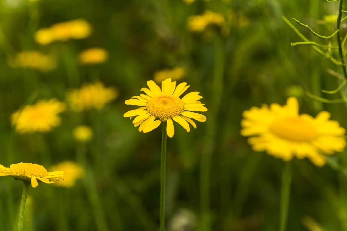 Golden marguerite is a perennial that smells like chamomile.