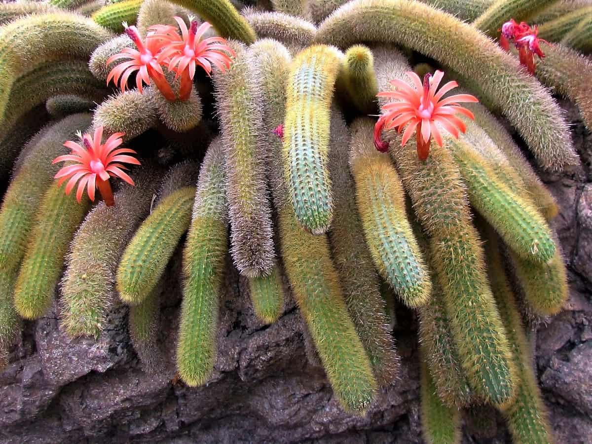 The golden rat tail cactus has fuzzy stems that look great in a hanging basket.