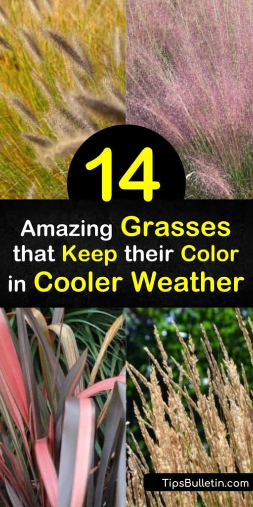 Bring your fall garden back to life with fountain grass, little bluestem, feather reed grass, miscanthus and other plants with colorful fall foliage. These grasses enjoy a variety of needs from full sun to deep shade and brighten up your yard as the seasons darken. #grasses #fall #color