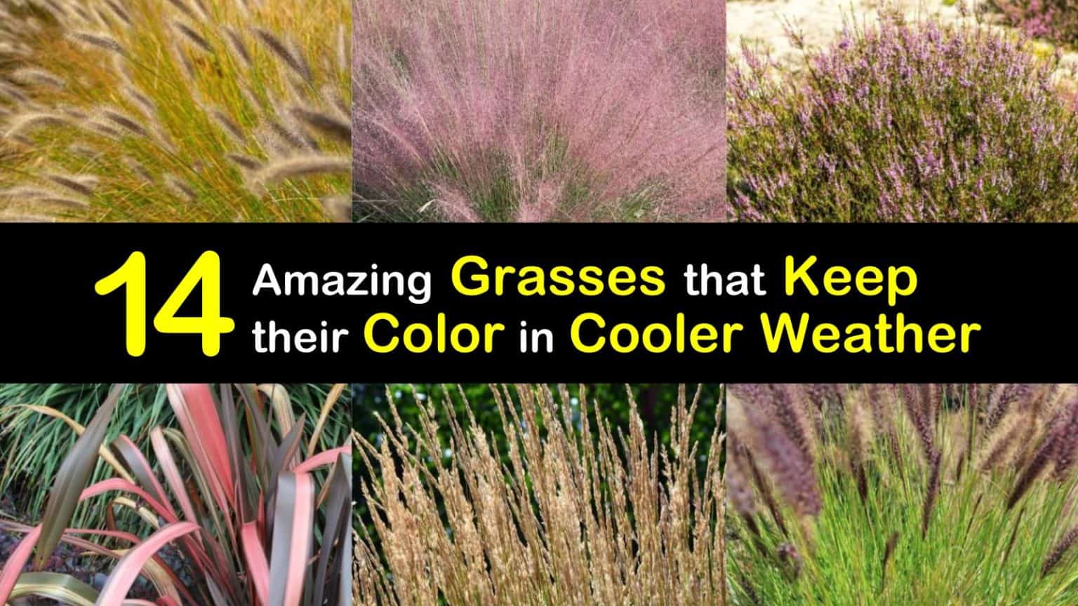 14 Amazing Grasses that Keep their Color in Cooler Weather