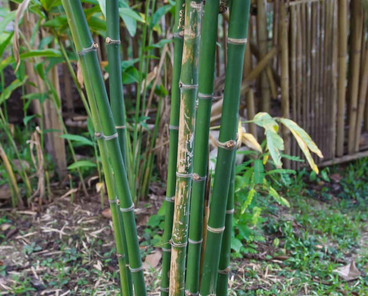 Green hedge bamboo is an evergreen species.