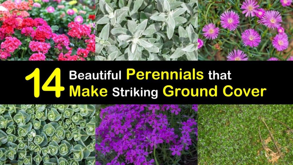 14 Beautiful Perennials that Make Striking Ground Cover