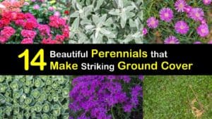 Ground Cover Perennials