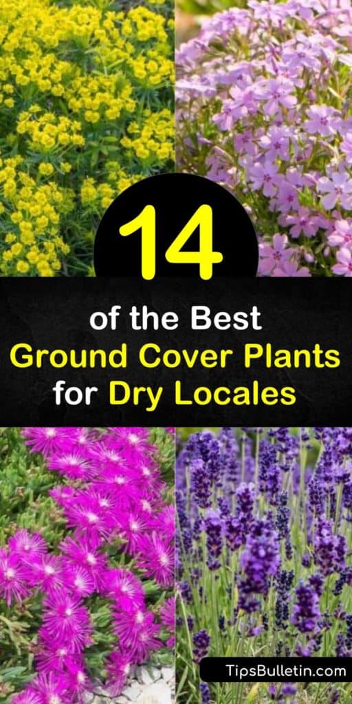 Discover how to fill your dry yard with color by planting drought-tolerant ground cover plants. Plant low-maintenance sedum, vinca, and thymus vulgaris to enjoy pink flowers from late spring to late summer. #groundcoverplants #droughttolerant #planting