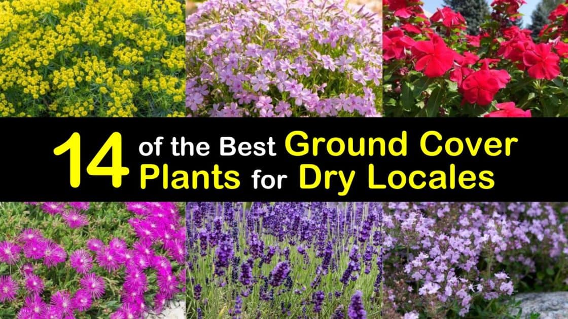 14 Of The Best Ground Cover Plants For Dry Locales 14 Of The Best Ground Cover Plants For, Best Ground Cover Plants