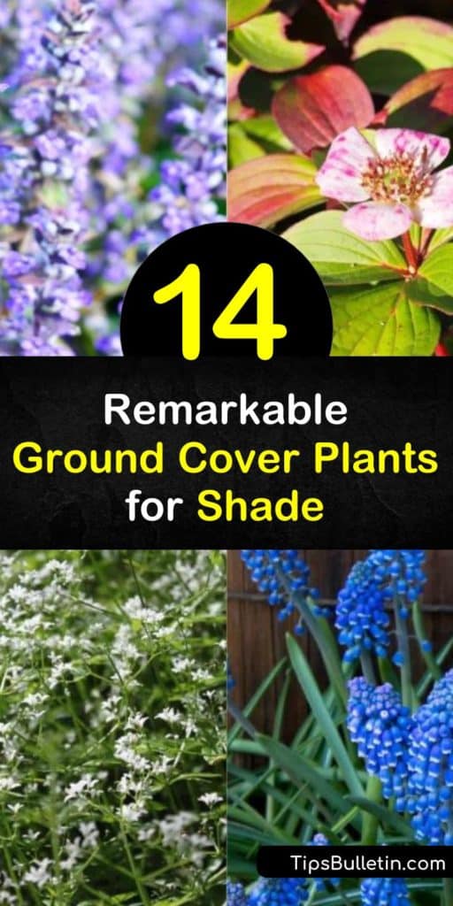 Discover which ground cover plants for shade also tolerate drought and difficult soil conditions like clay. Add low-maintenance shrubs like Sweet Woodruff to make care of the plant even easier. Plant Lily of the Valley or lamium for areas with full shade conditions. #groundcover #plants #shade