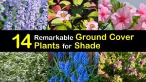 Ground Cover Plants for Shade titleimg1