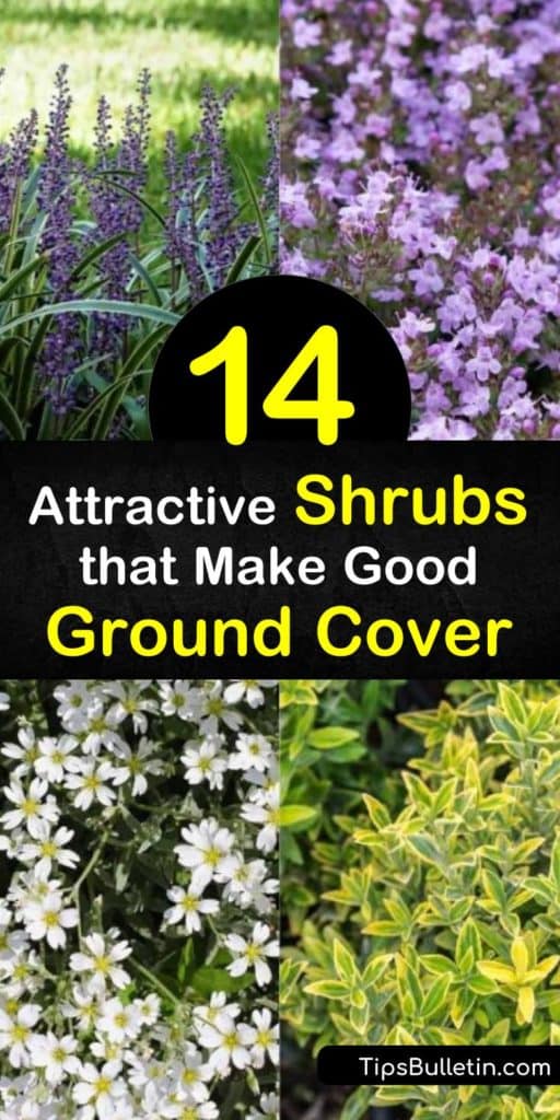 Take your garden up a notch with ground cover plants that are hardy, deer resistant, and have year-round visual interest. From the white flowers of pachysandra to the succulent-like leaves of sedum, these plants add something special to otherwise boring areas. #ground #cover #shrubs