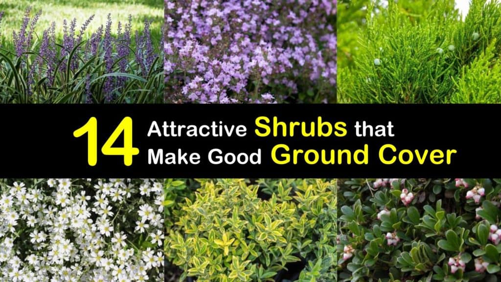 Ground Cover Shrubs titleimg1