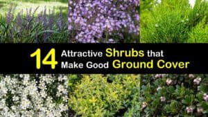 Ground Cover Shrubs titleimg1