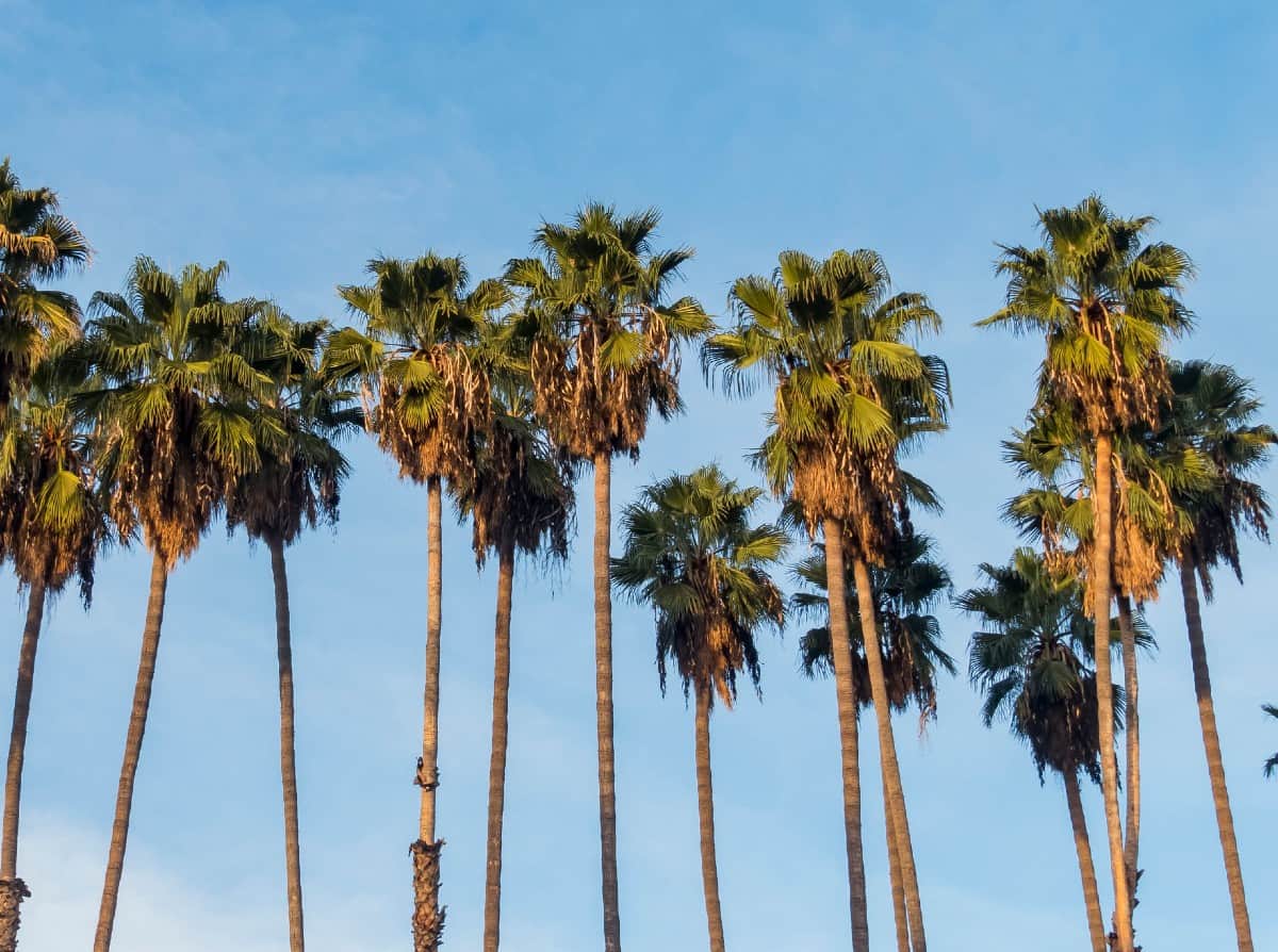 Guadalupe fan palms are smaller palm species that like poor soil.