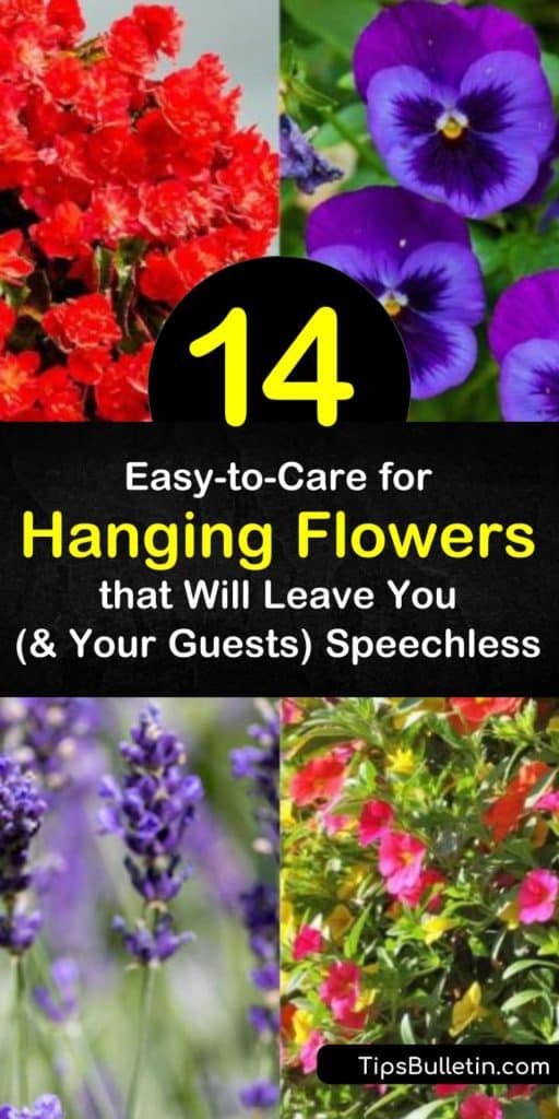 Discover 14 varieties of hanging flowers that will add a splash of color, elegance, and fragrance to any home without the upkeep of most plants. Choose one or more to add that something special to your home. #hanging #flowers