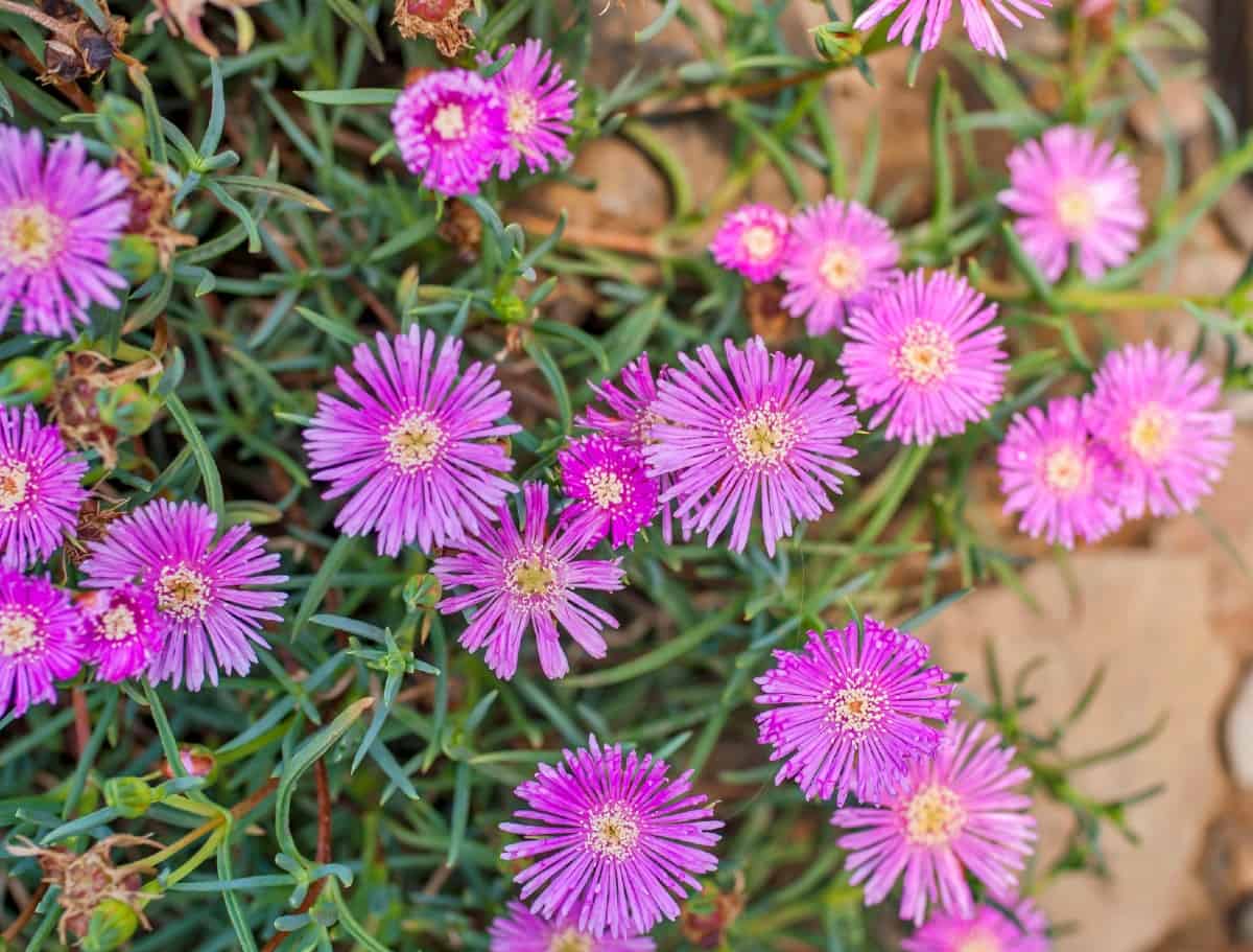 The hardy ice plant prefers dry soil.