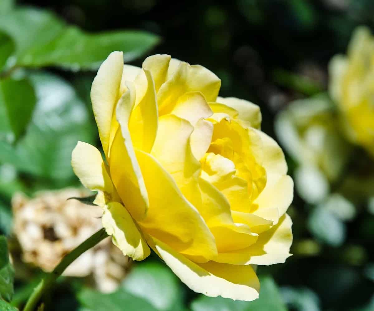 Harrison's yellow rose is better known as the Yellow Rose of Texas.