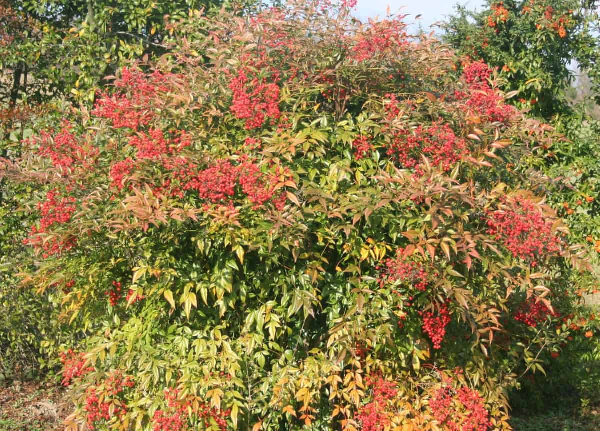 Heavently bamboo is actually a flowering evergreen shrub.