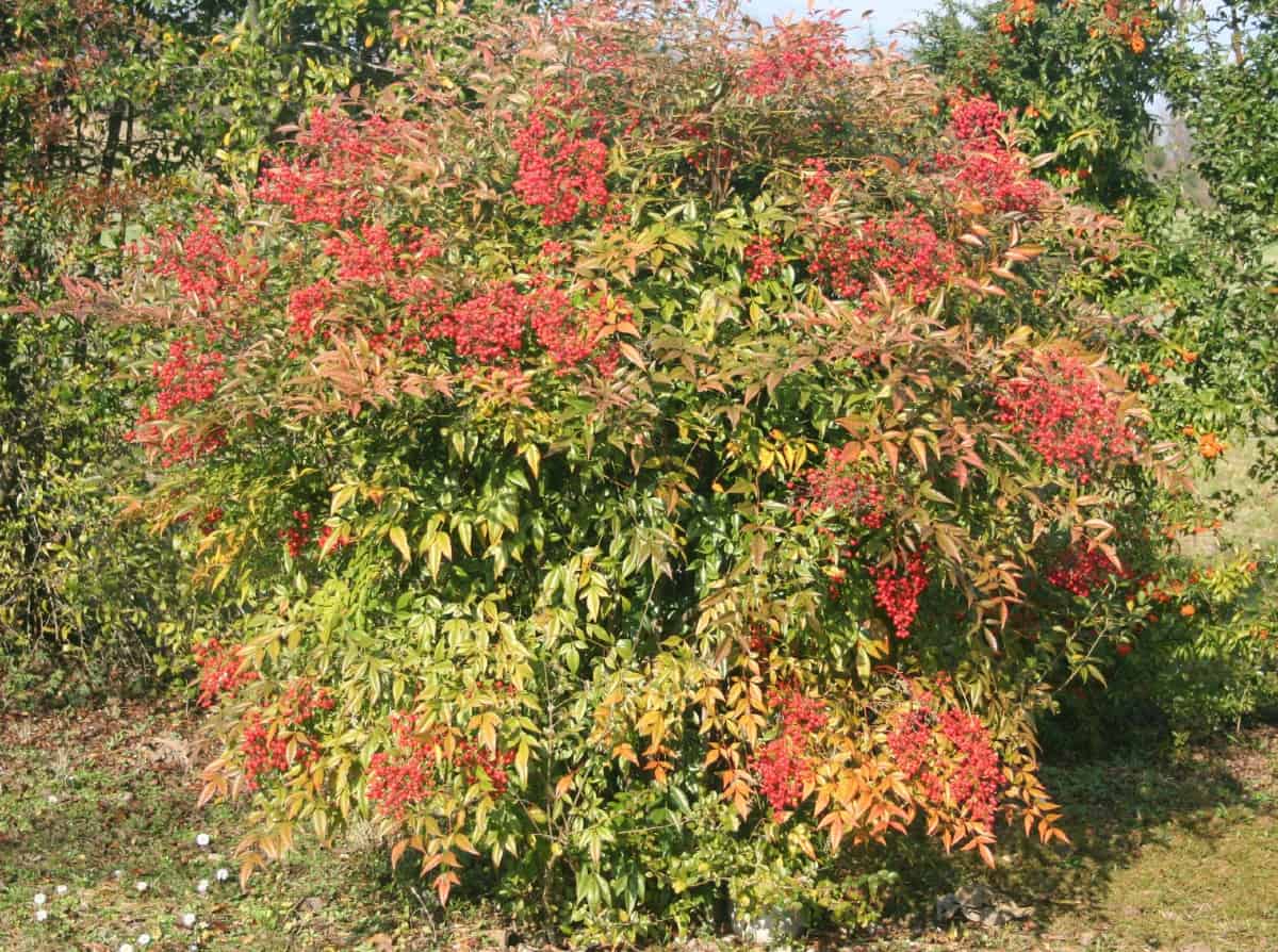 Heavenly bamboo is invasive in some locations so check before planting it.