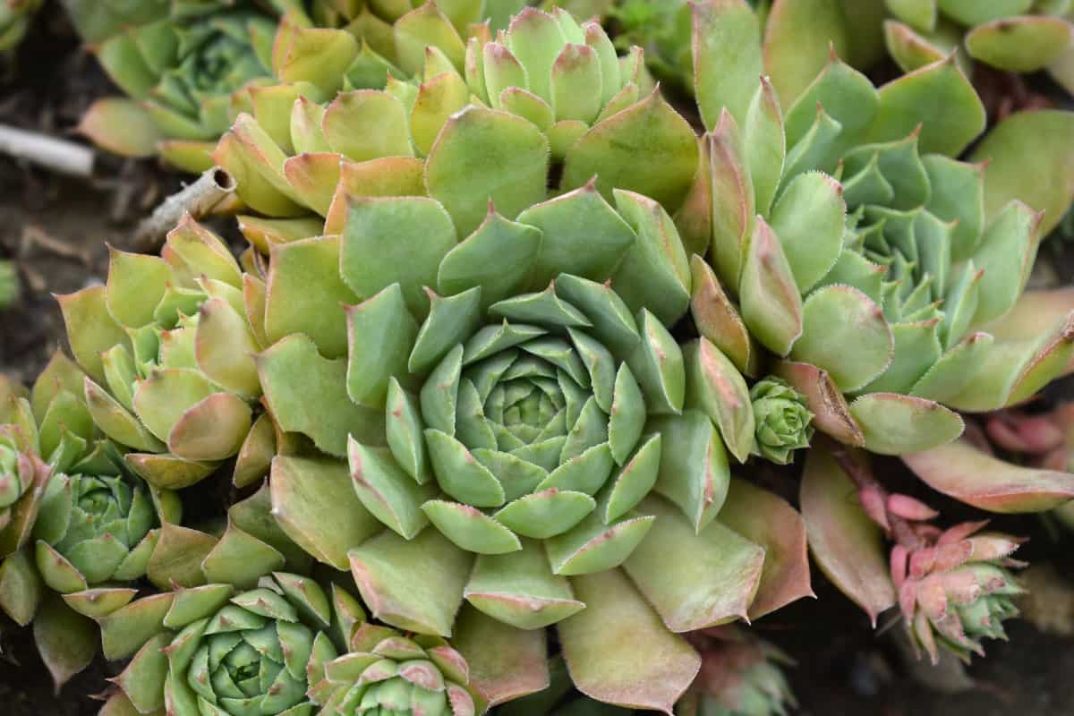 Hens and chicks doesn't mind a rocky environment.